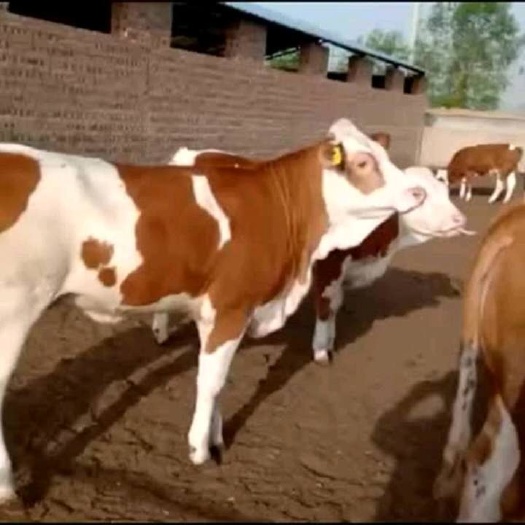 长年出售西门塔尔牛，肉牛犊，价格便宜免费送货欢迎大家选购好牛