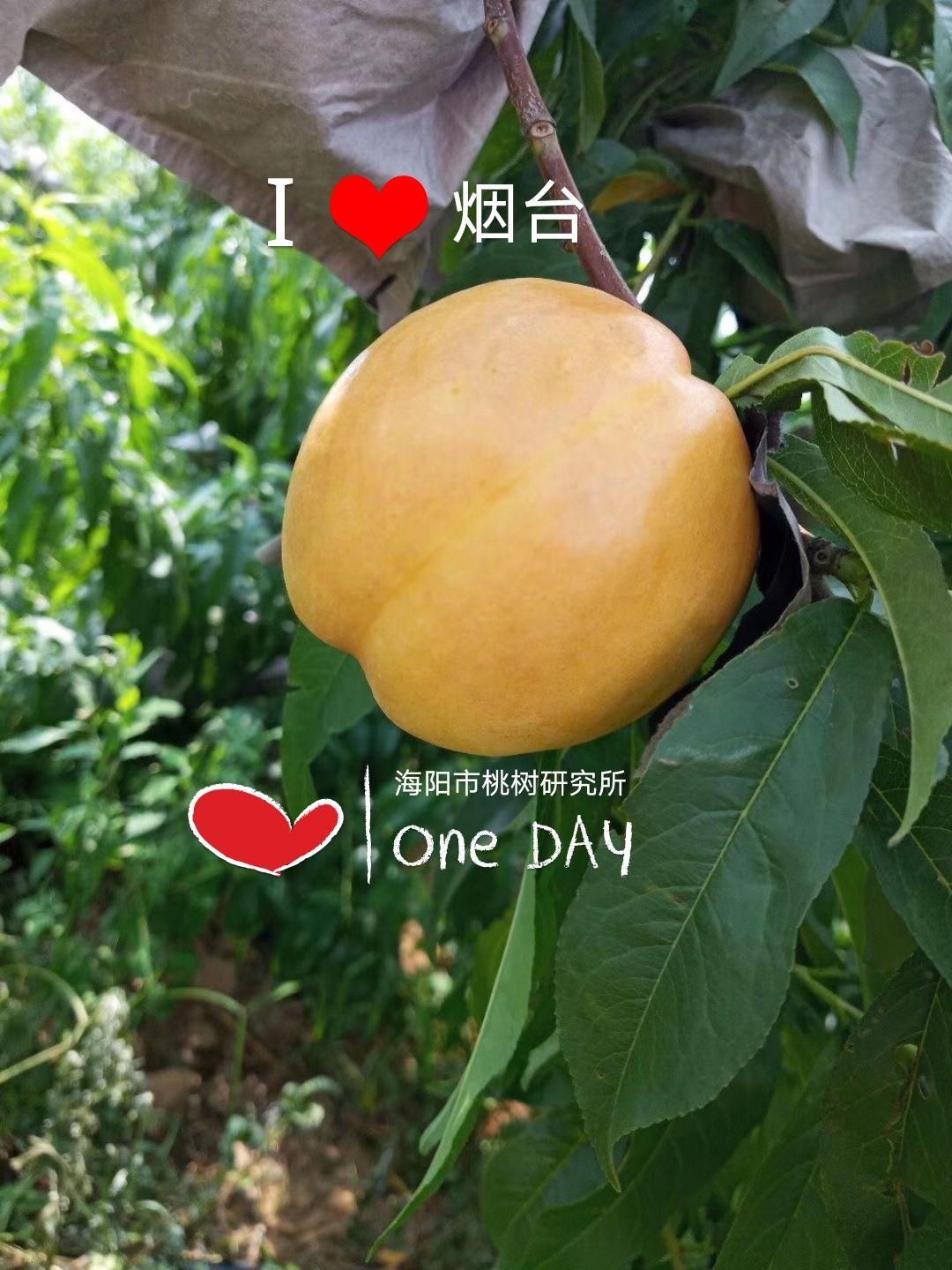 黄油桃  黄金大油桃，脆甜，个大，纯甜无酸