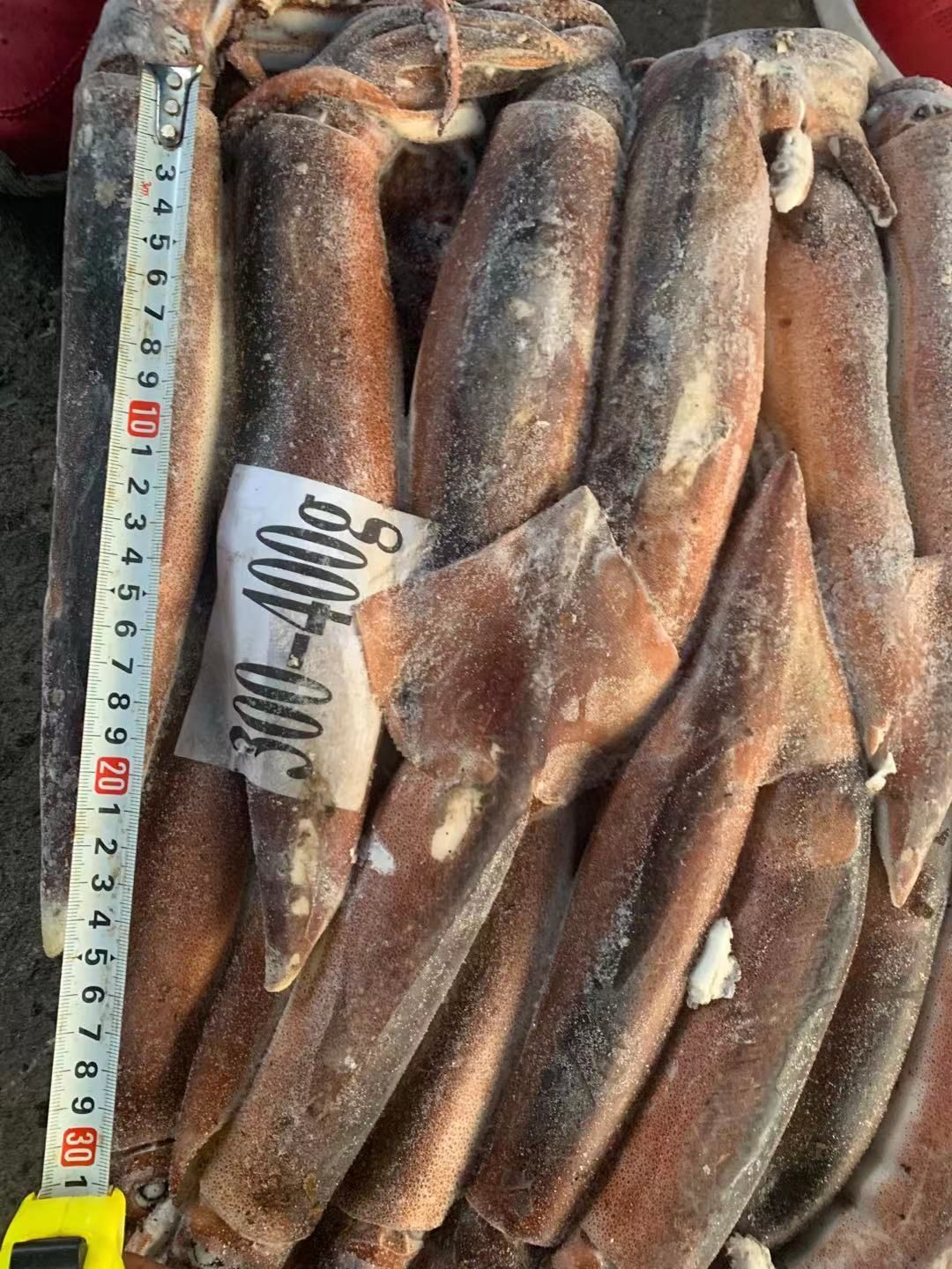  鱿鱼 船冻鱿鱼 阿根廷鱿鱼 300-400g/条