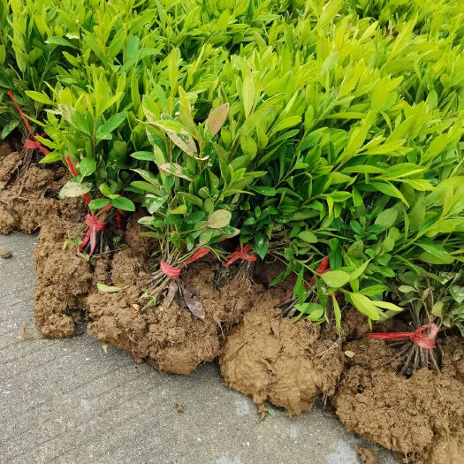 郴州地苗毛杜鹃  ，杯苗毛鹃
