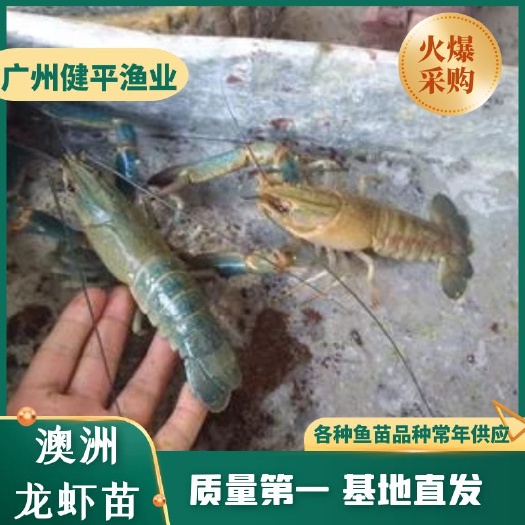 广州小龙虾苗   澳洲淡水龙虾苗 淡水养殖