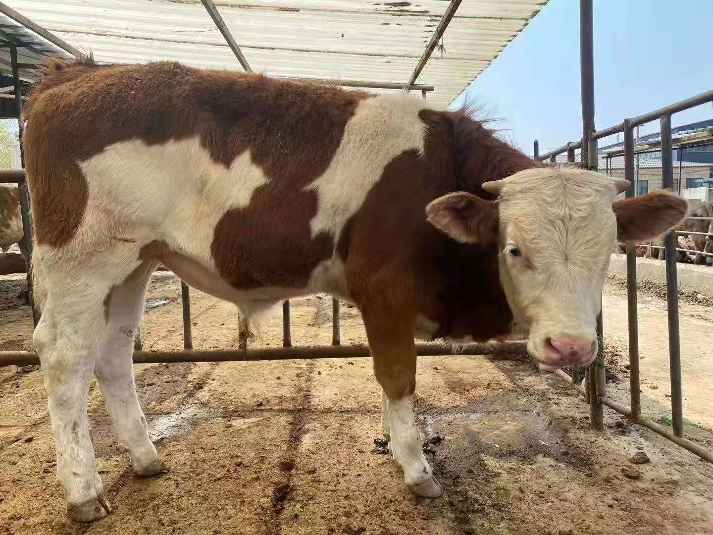 修水县安格斯  精品牛犊厂家直供畜牧认证 包打疫苗 免费运输 技术