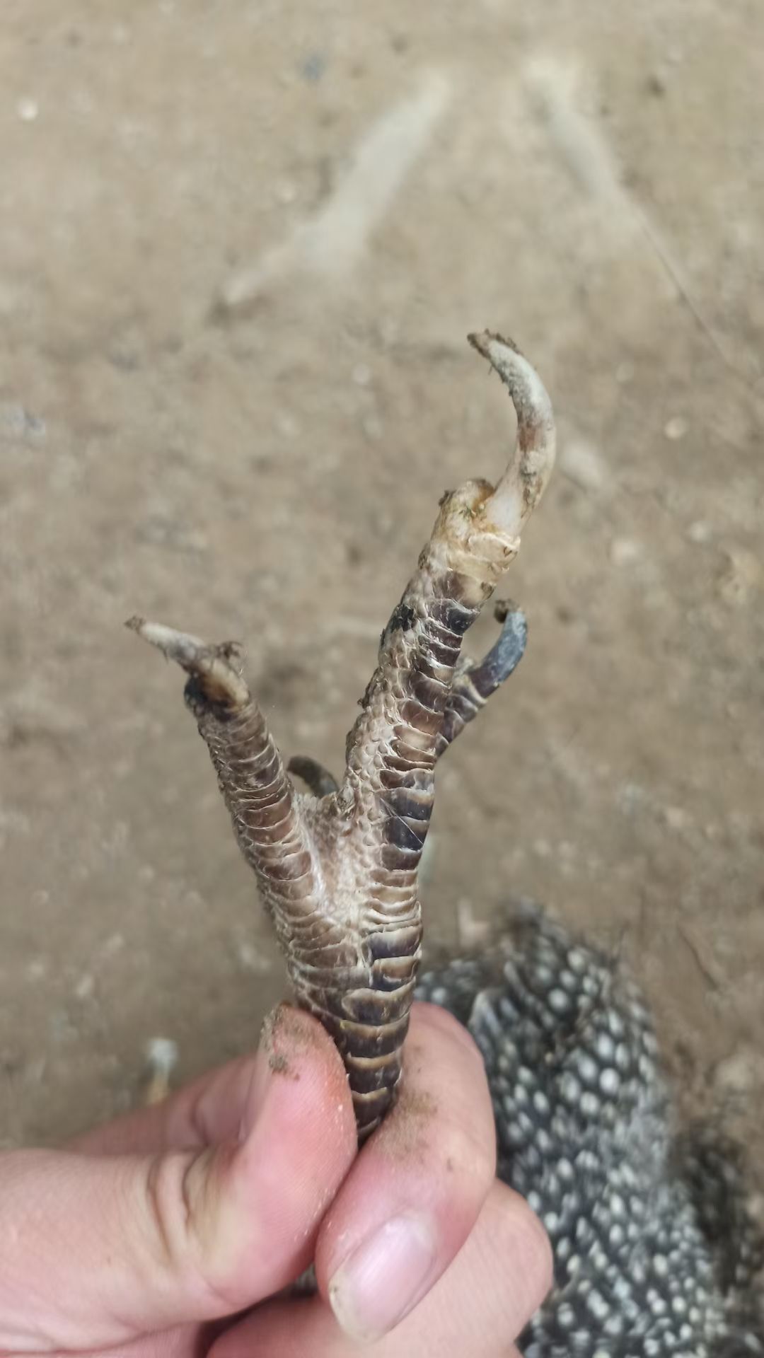 珍珠鸡，鸡苗