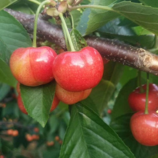 蒙阴县布鲁克斯大樱桃