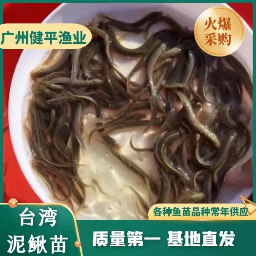 广州泥鳅苗 高成活率 易养殖