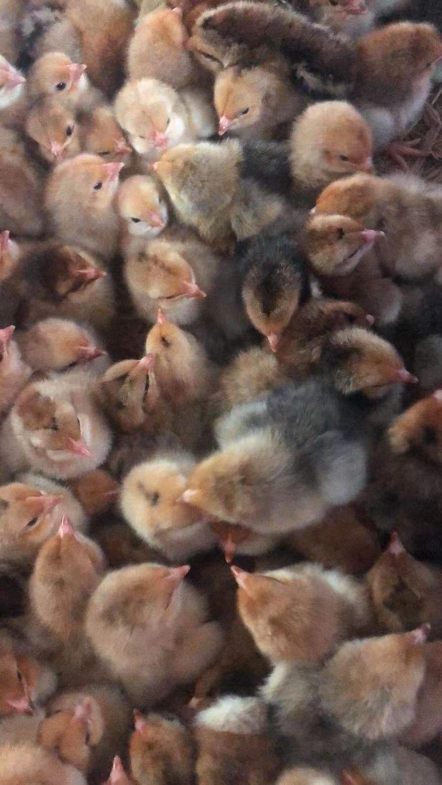 K9鸡苗 K901肉鸡出壳苗882麻黄鸡苗 质量优良