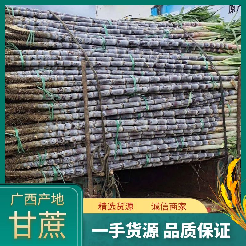 广西黑皮甘蔗产地直销