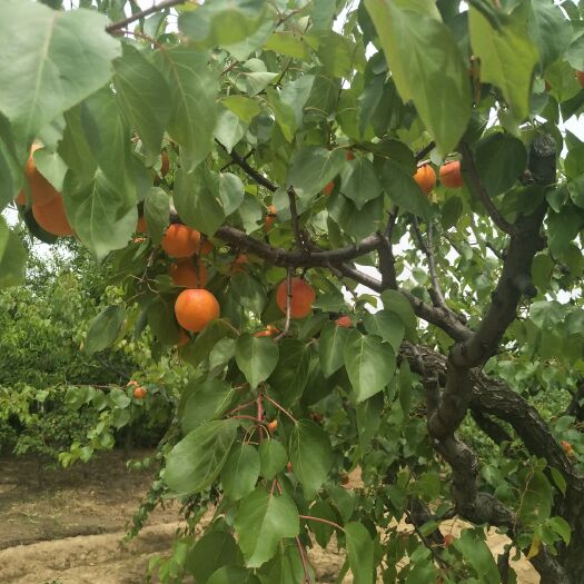 邹平市 邹平水杏大量供应