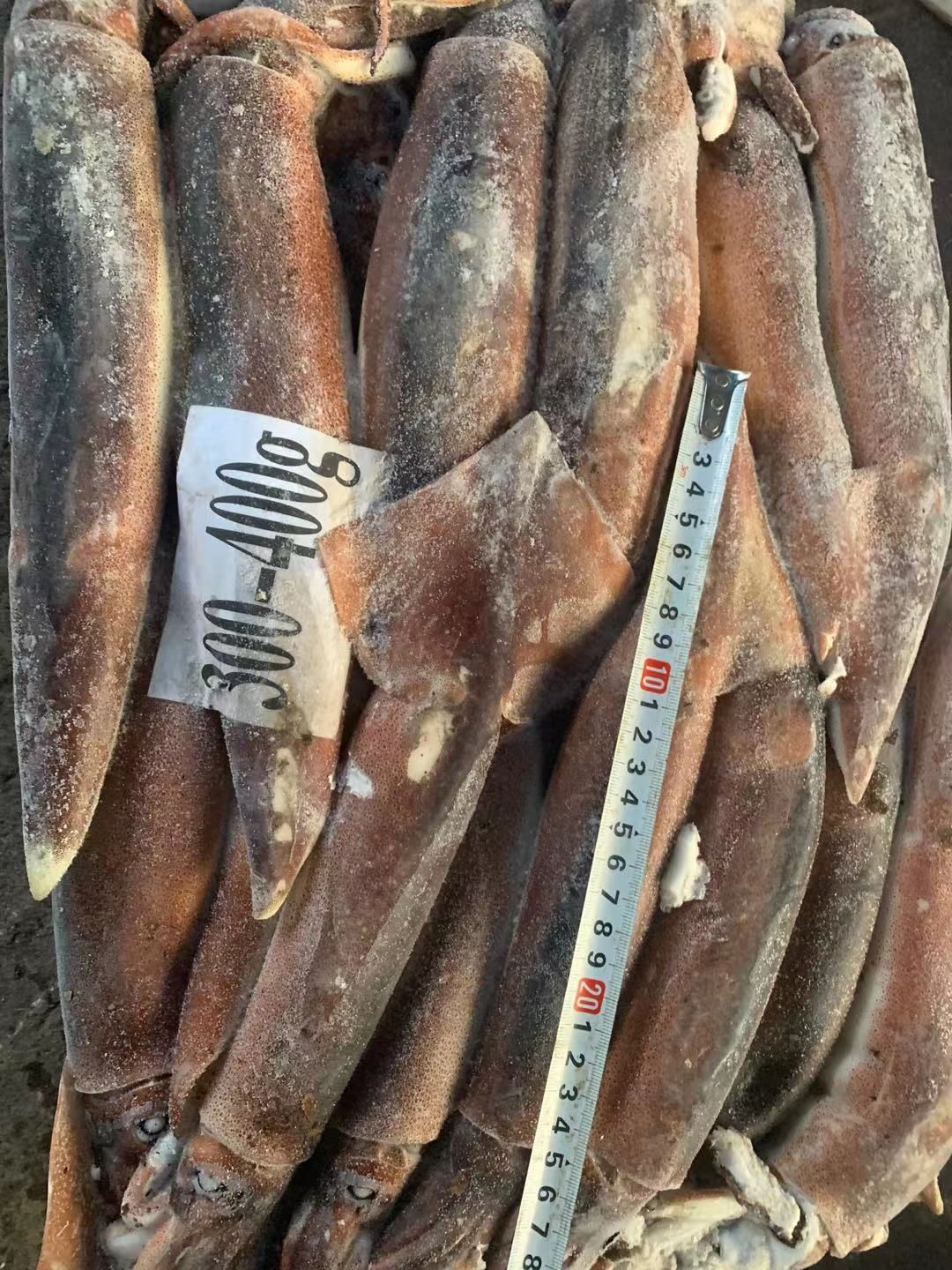  鱿鱼 船冻鱿鱼 阿根廷鱿鱼 300-400g/条