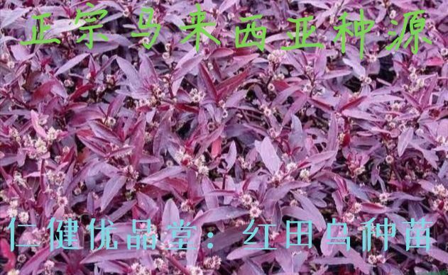 信丰县种植套袋 红田乌草苗红莲子草苗节节红草苗护心草苗强力通心草草