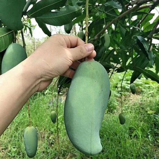 灵山县 桂七芒果苗
