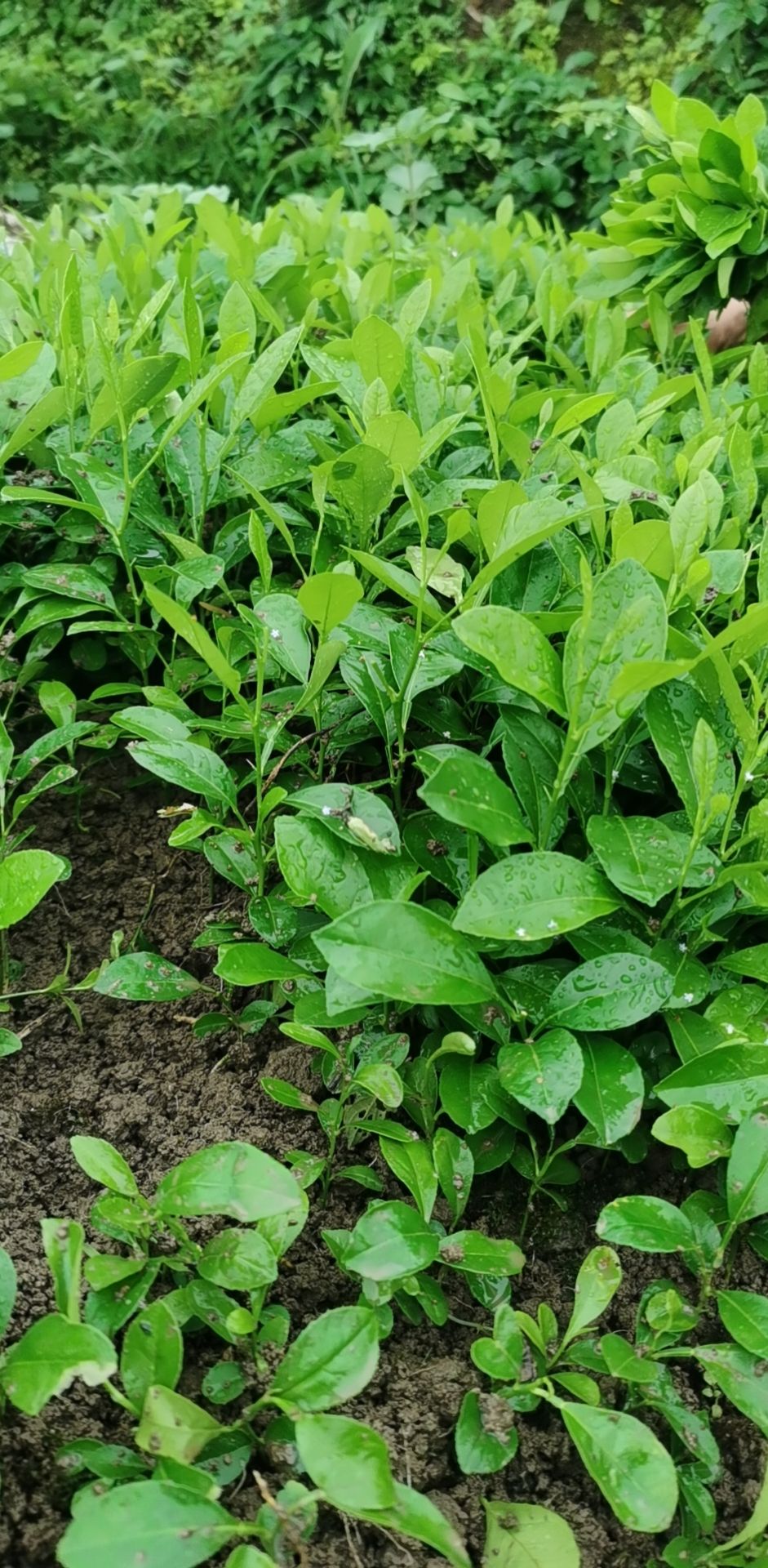 青柠檬苗  柠檬苗，土柠檬小叶红芽品种