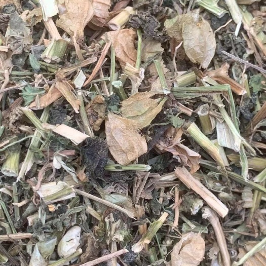 长期供应｛灯笼草｝可批量可零售量大从优【包邮】