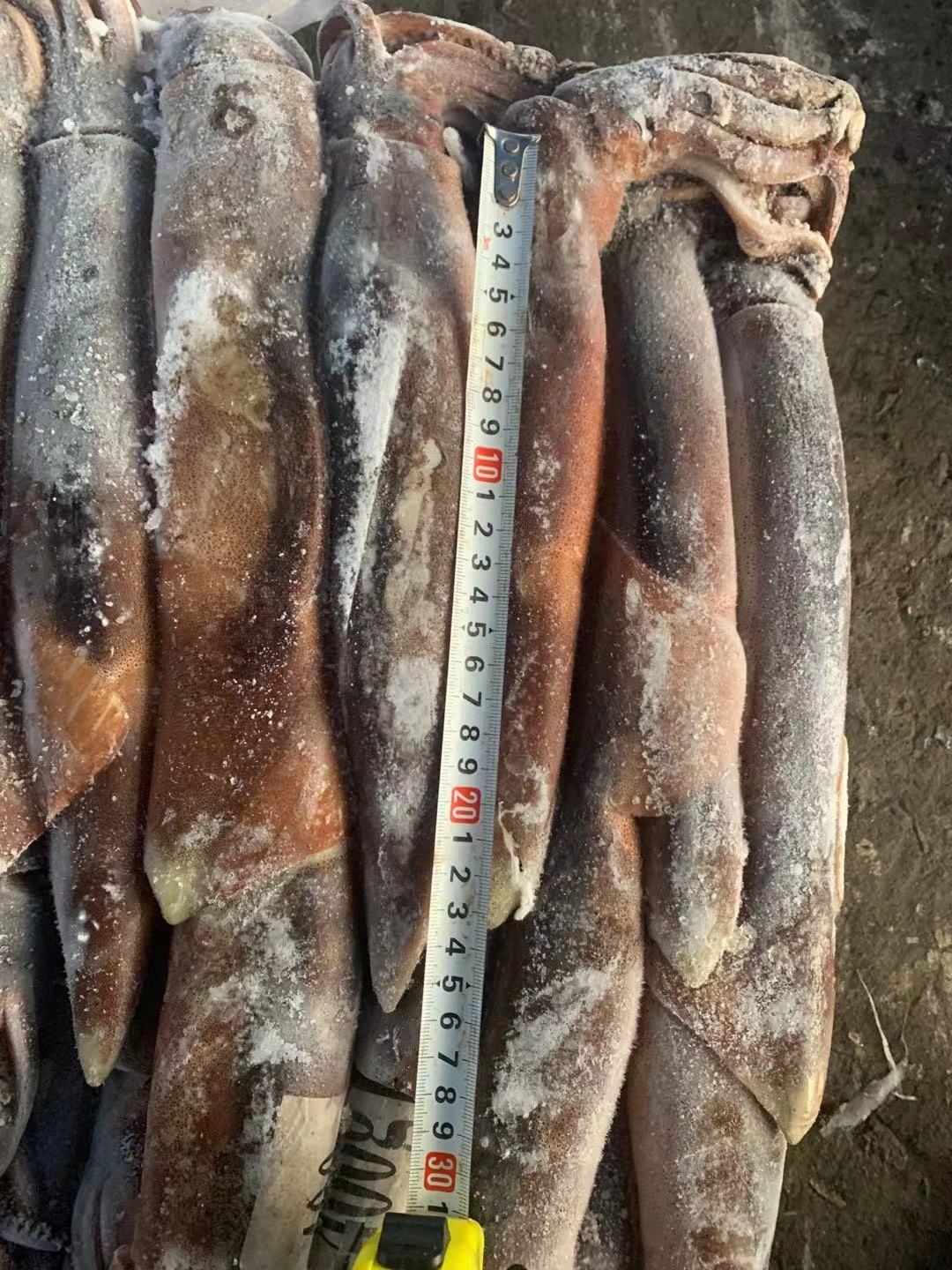  鱿鱼 船冻鱿鱼 阿根廷鱿鱼 300-400g/条