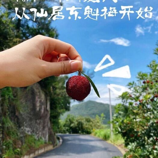仙居县东魁杨梅 仙居杨梅