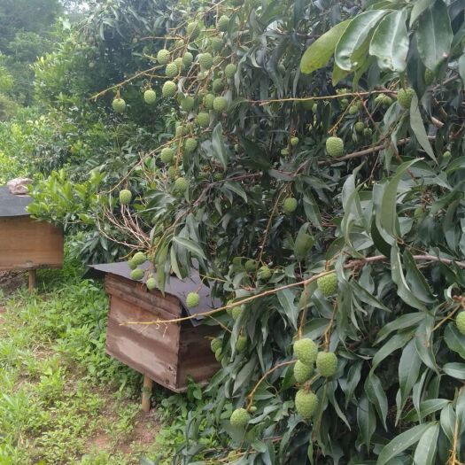 容县自养纯正中蜂百花蜜.荔枝蜜.龙眼蜜