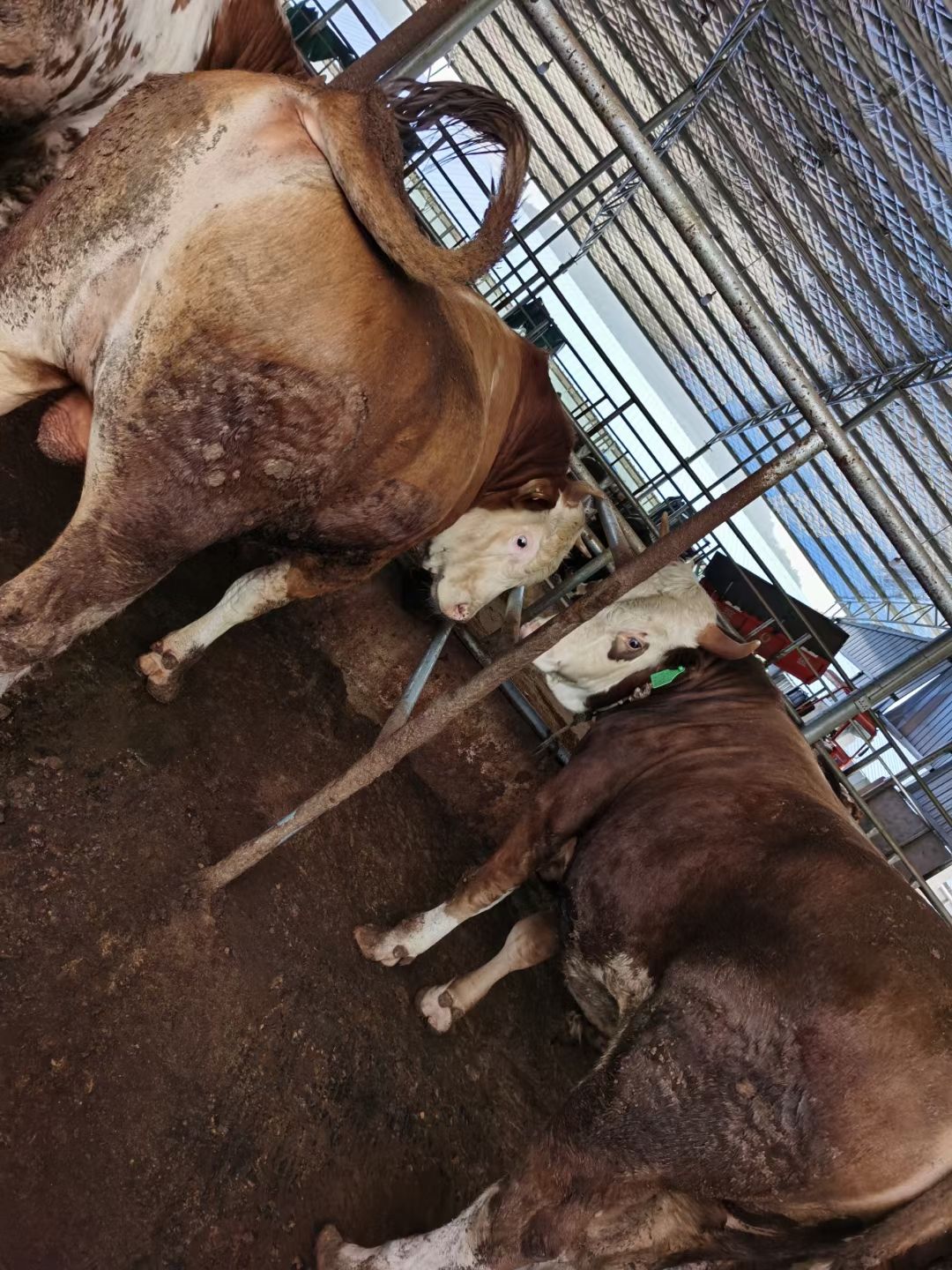 长年出售西门塔尔牛，肉牛犊，价格便宜免费送货欢迎大家选购好牛