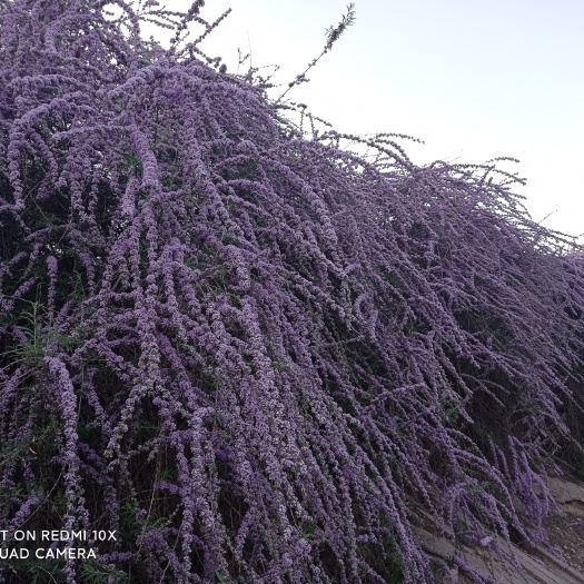 银川醉蝶花 紫花醉鱼木