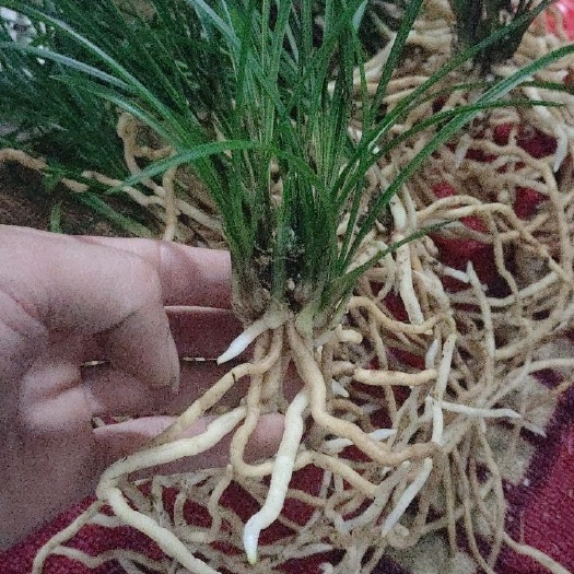江永县细叶寒兰龙根苗
