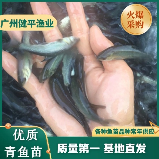广州乌青鱼  优质青鱼苗 黑皖苗（水花）全线疫苗防御 健康苗种