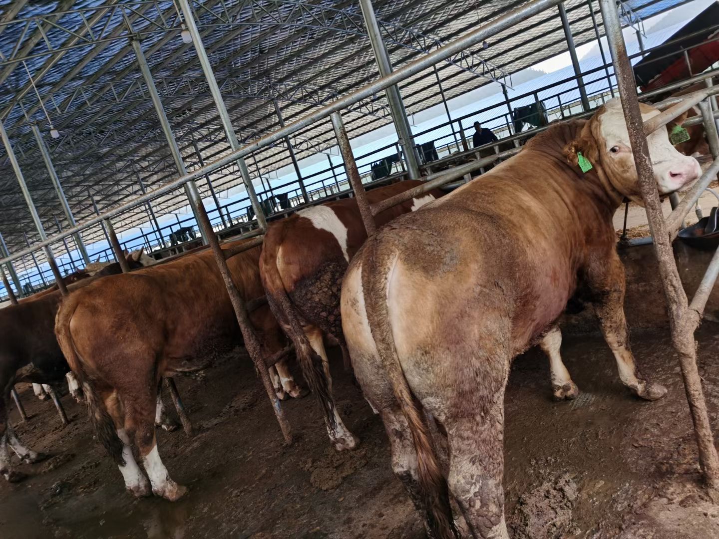 长年出售西门塔尔牛，肉牛犊，价格便宜免费送货欢迎大家选购好牛
