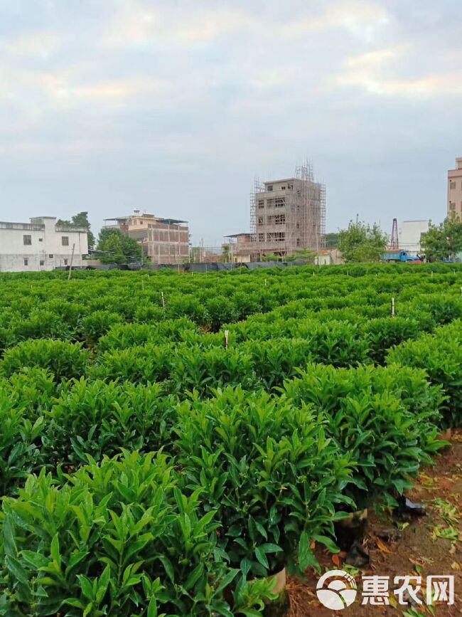 广东非洲茉莉球 灰莉球 高度：60-150cm