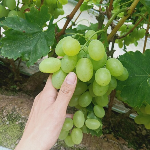 饶阳县维多利亚葡萄 冷棚维多利亚