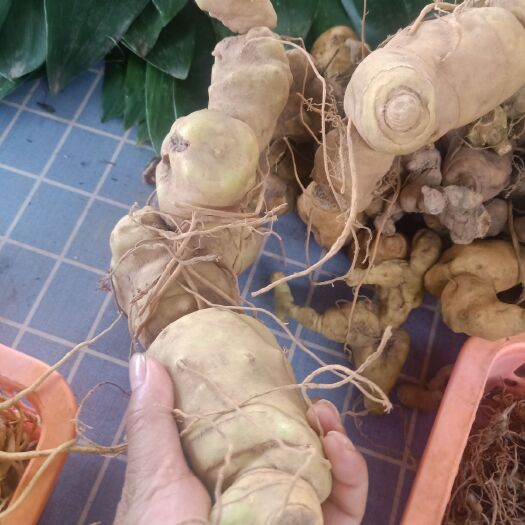 思茅滇黄精  云南大山里的黄精鲜货