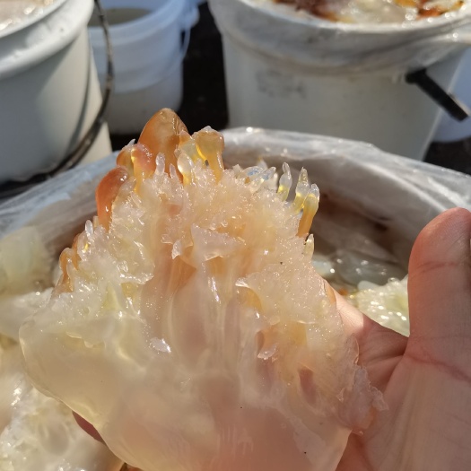廣東海蜇頭，白花蜇頭，營(yíng)養(yǎng)豐富，基地直發(fā)，大量有貨