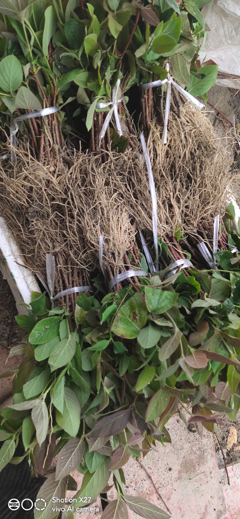  金银花苗（湘蕾5号扦插苗）