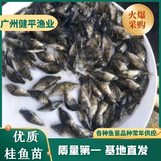 广州桂鱼苗  优质 桂花鱼苗 鱖嘴鱼苗 基地直销 高成活 高品质