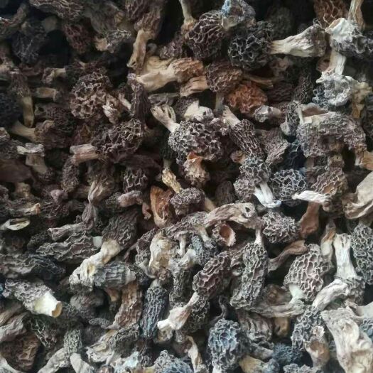 承德天然羊肚菌