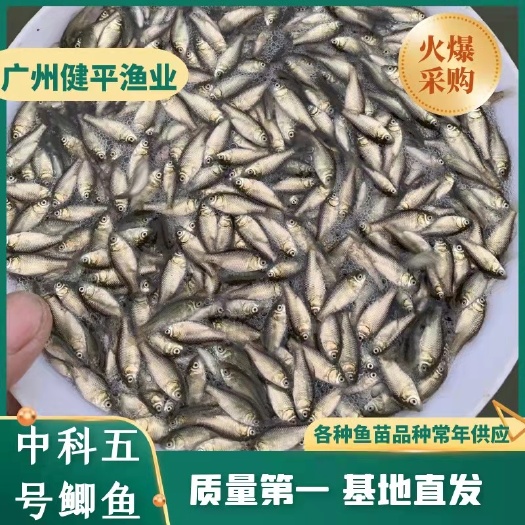 广州中科五号鲫鱼苗 好成活 高品质