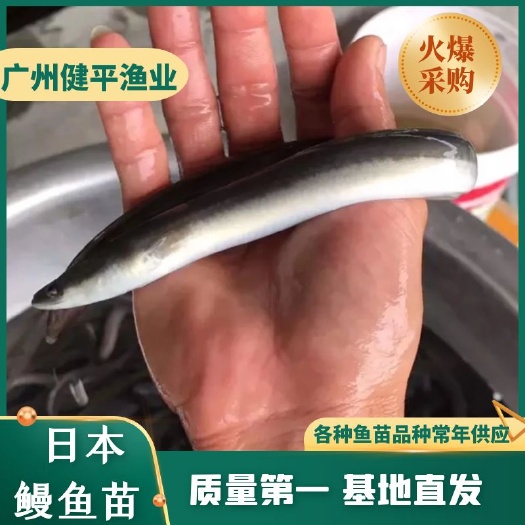 广州日本鳗鱼苗