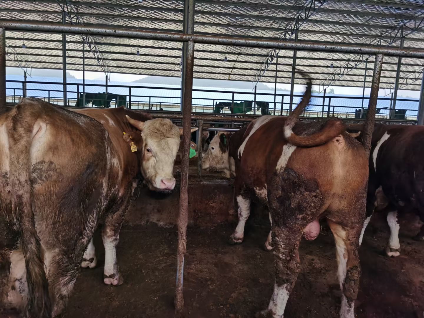 长年出售西门塔尔牛，肉牛犊，价格便宜免费送货欢迎大家选购好牛