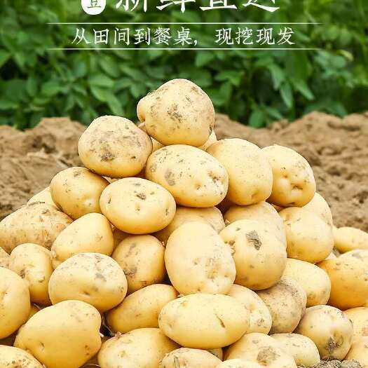 彭阳县黄心土豆 宁夏土豆黄皮土豆马铃薯红红皮土豆大土豆