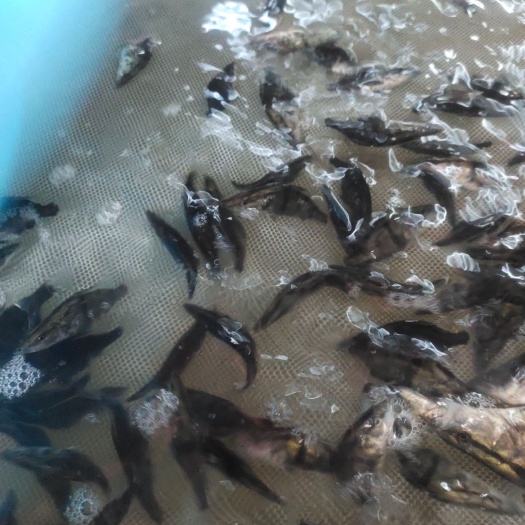 洪湖市 鳜鱼苗