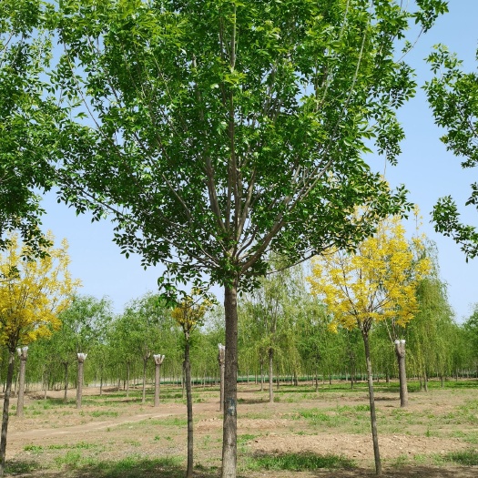 速生白蜡  白蜡基地欢迎您，2一30公分，量大，1一3级树应有尽有。