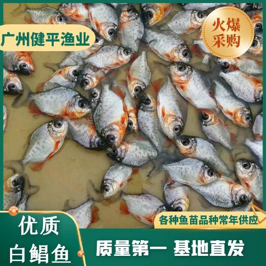 广州白鲳鱼苗  优质白鲳苗 （白鲳水花苗）规格均匀  健康种苗