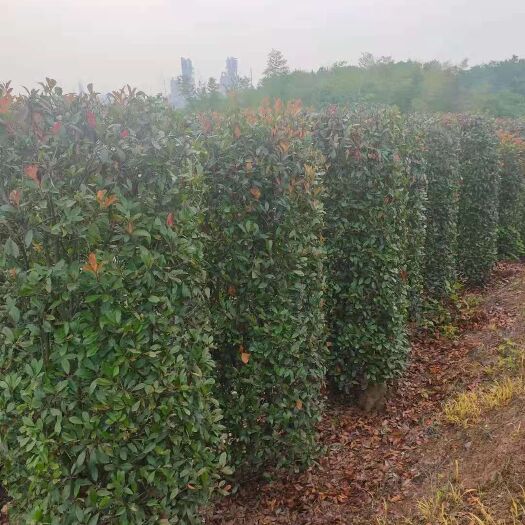 南京火焰红  高杆石楠，石楠柱