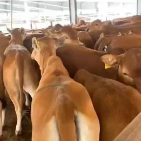长年出售西门塔尔牛，肉牛犊，价格便宜免费送货欢迎大家选购好牛