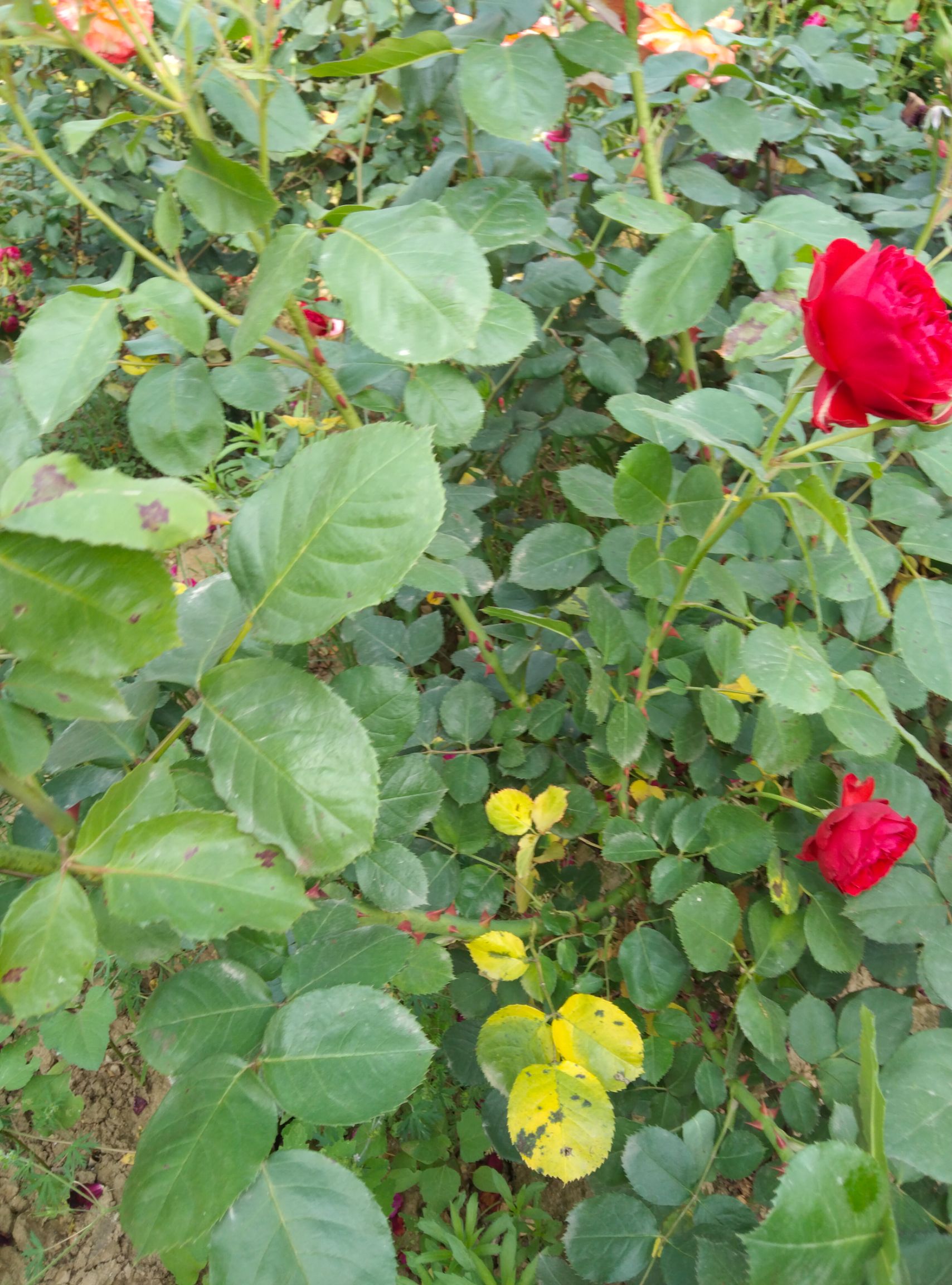 粉色龙沙宝石月季 一公分半，六十的杆，灌大，4o一50公分