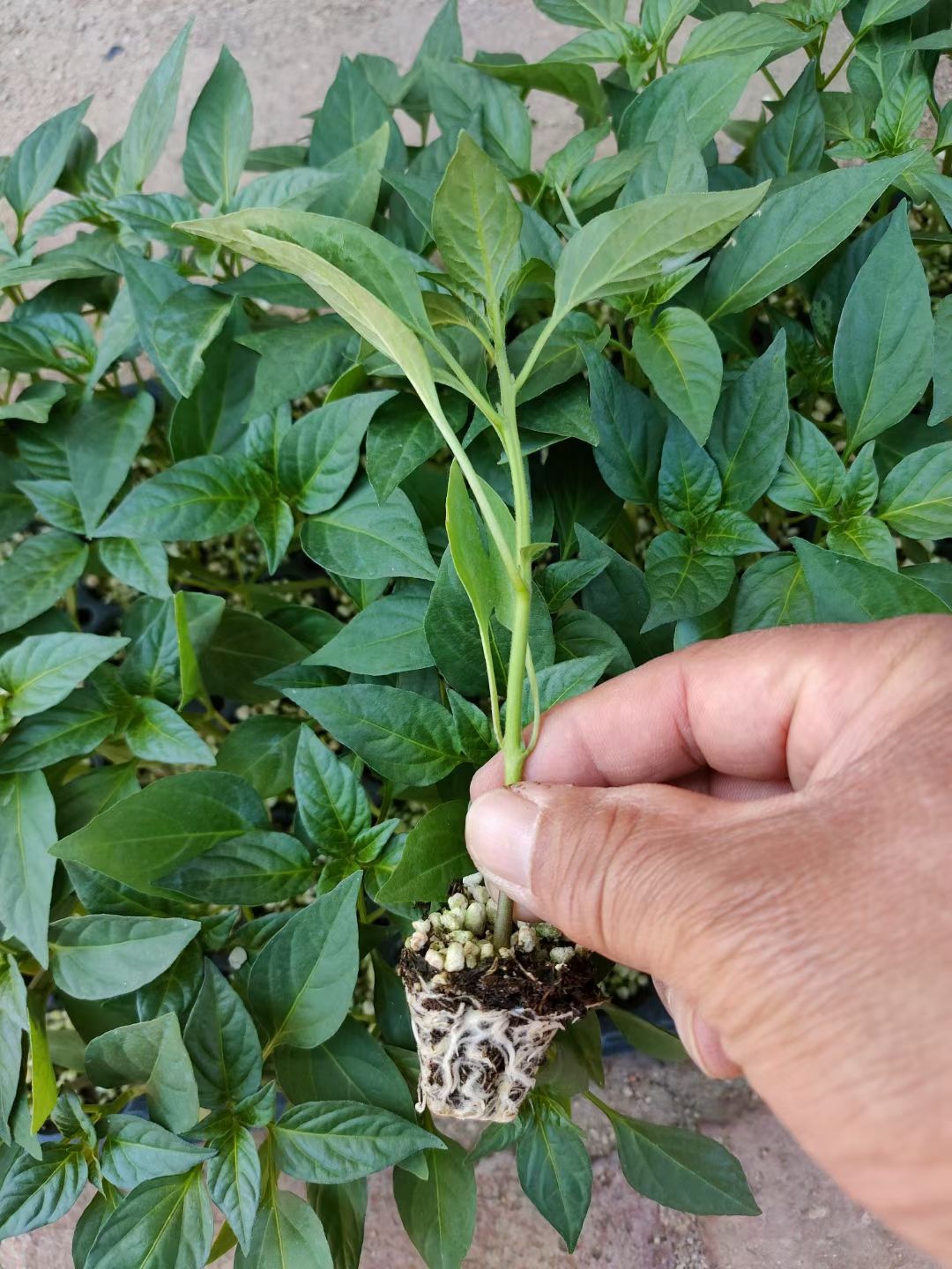 辣椒苗 越冬耐寒长尖椒苗 黄绿皮羊角椒苗 保护地推荐高产抗病