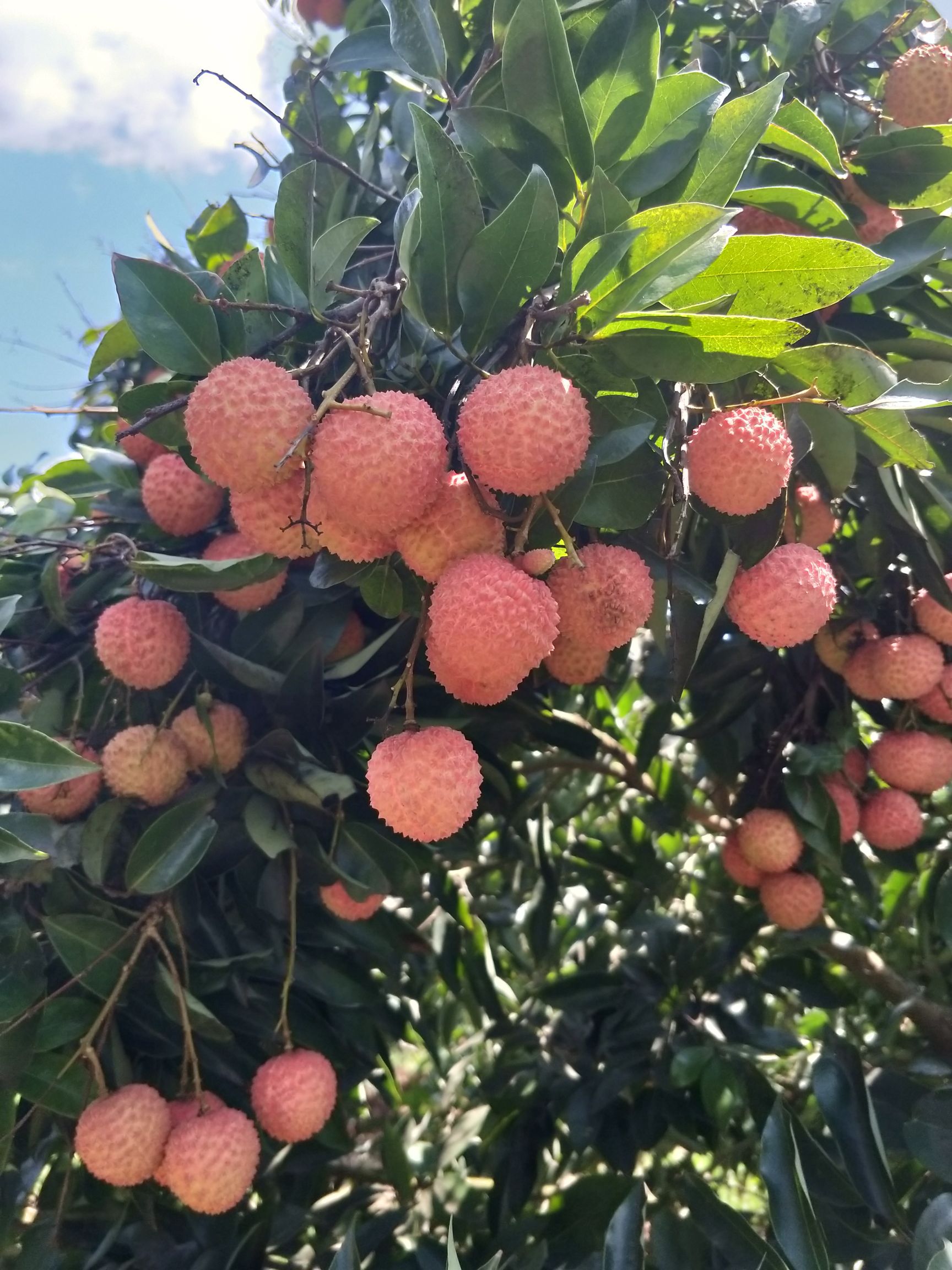 桂味荔枝 2021.05.26桂味已經鮮紅上市