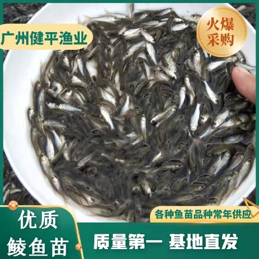广州鲮鱼苗 麦鲮苗 （水花）规格均匀 健康种苗