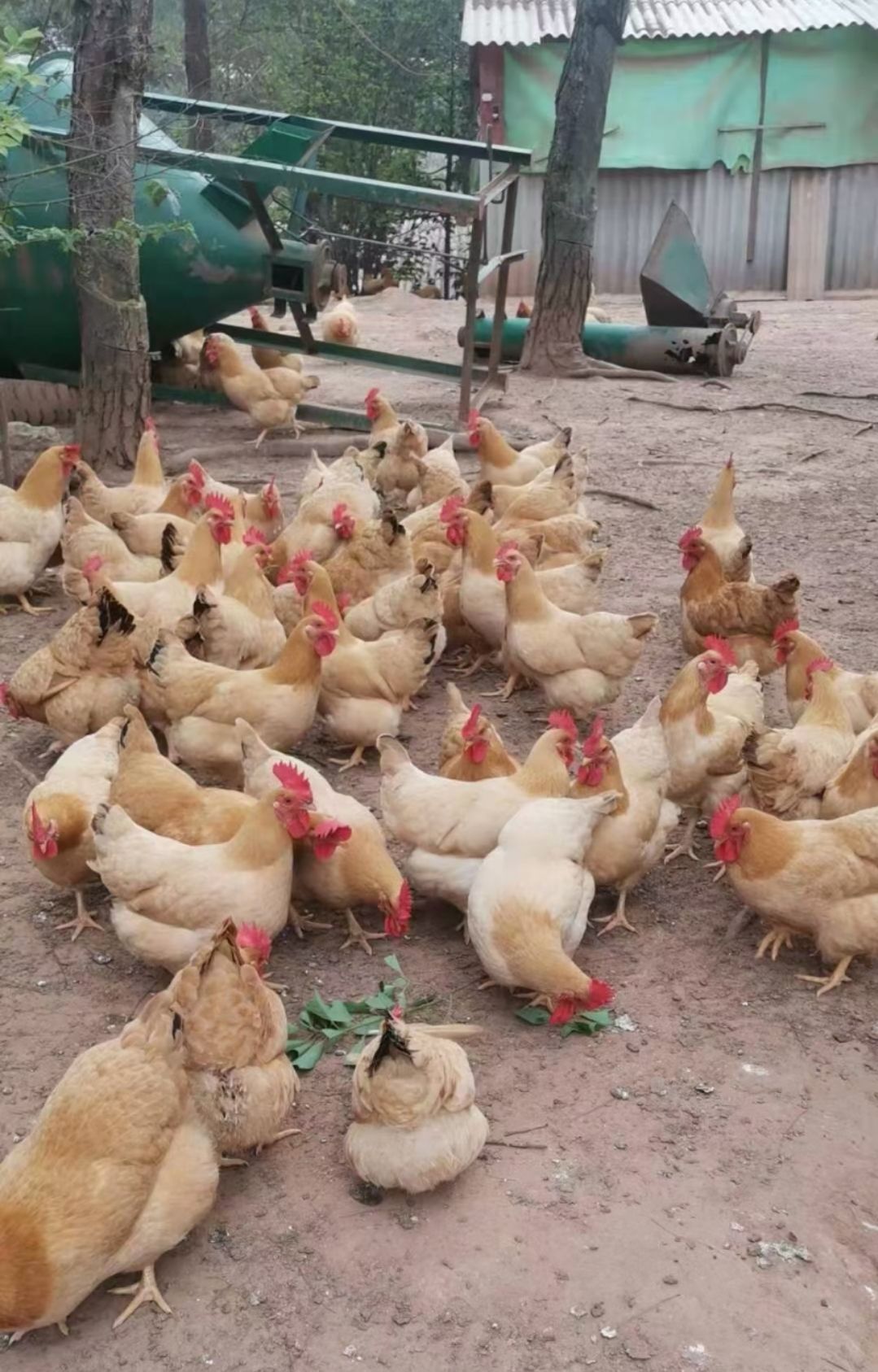 麻鸡苗  黄土公苗 三黄土公鸡苗 一手货源质量正宗好苗包打疫