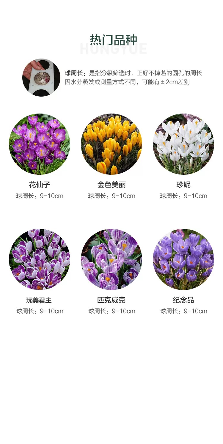 藏红花种球  番红花种球冬季开花球根花卉庭院室内室外阳台藏红