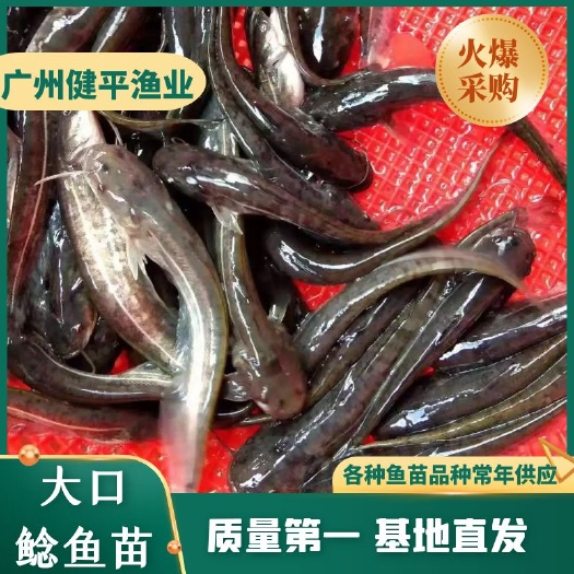 广州钳鱼苗  南方大口鲶鱼苗 杂交大口鲶鱼苗