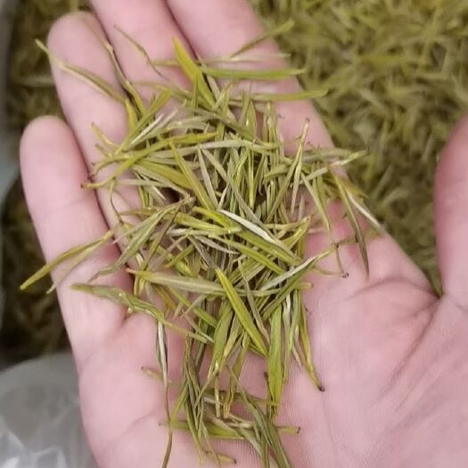 遵义黄金芽白茶2024新白茶黄金叶黄金茶绿茶新茶高档春茶散装茶叶