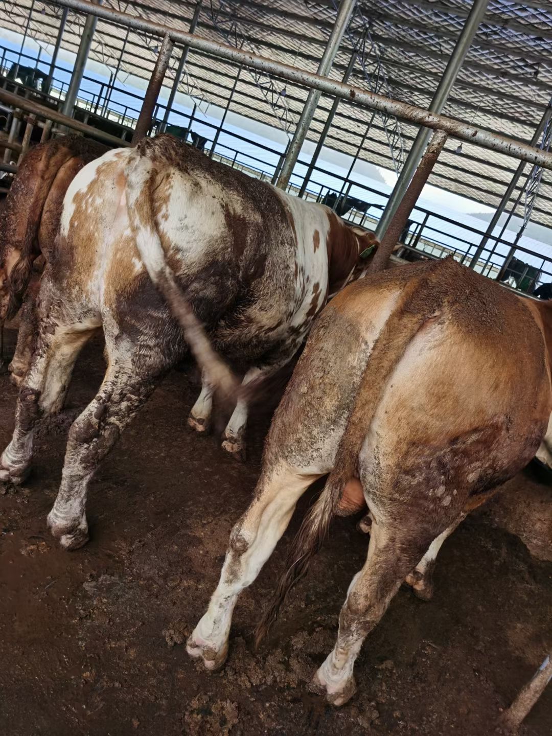 长年出售西门塔尔牛，肉牛犊，价格便宜免费送货欢迎大家选购好牛